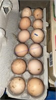 12 Fertile Lavender Orpington Eggs