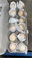 1 Doz Fertile Silkie Eggs - Buff / Paint / Frizzle