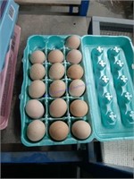 16 Fertile Large Fowl Cochin Eggs