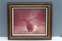 Bull Elk Photo Print
