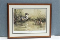 Signed & Numbered "SPRING DOMAIN-PINTAILS"