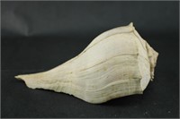 Whelk Shell