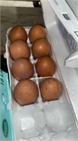 8 Fertile Splash Maran Eggs