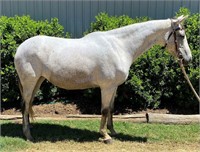 "Dusty" 2013 Stock Horse Mare