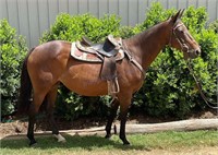 "Bonnie" 2011 Stock Horse Mare