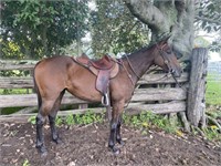 "Diamond" 2016 Stock Horse Filly