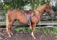 "Budgie" 2005 Brumby Mare