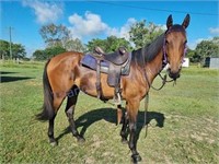 "Houston" 2018 Stock Horse Gelding
