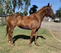 "Valley Girl" 2007 Stock Horse Mare