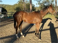 "Gideon" Yearling Stock Horse Colt