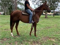 "Grace" 2011 Thoroughbred Mare