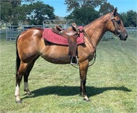 "Shelby" 2019 QH Filly