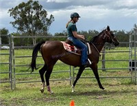 "Jemma" 2017 Stock Horse Filly