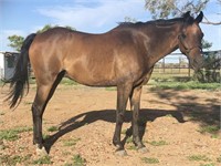 "Billy" 2012 Australian Riding Pony Gelding