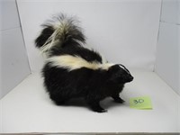 Mounted Skunk