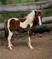"Peanut" Yearling Pony Colt