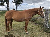 "Roys Queen" 1999 QH Broodmare AX-372