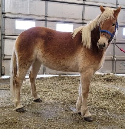 03/12/21 onsite online horse farm auction