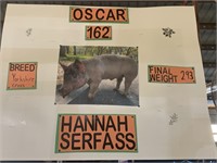 Swine- Tag #162- Hannah Serfass