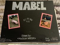Swine- Tag #200- Madison Watson