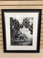 R.J. Wiley Florida Audubon Photographer Palm Tree