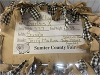 Steer- Tag #5- The Villages Middle School FFA