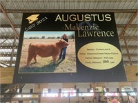 Steer- Tag #11- Makenzie Lawrence