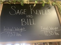 Steer- Tag #37- Sage Revels