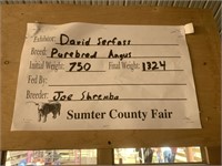 Steer- Tag #49- David Serfass