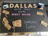 Steer- Tag #83- Ashley Huling
