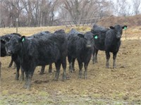 Start of Open Yearling Commercial Heifers (Info)