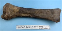 Nicely preserved ancient buffalo bone from North D
