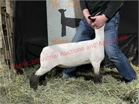 Willamette Valley Lamb and Goat Sale
