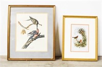 2 Ornithological Prints