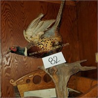 mounted Pheasant