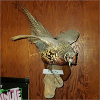 Mounted Pheasant