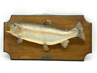 Rainbow Trout Mount (some damage