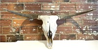 Longhorn Skull - 48” From Tip to Tip of Horns