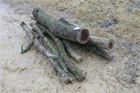Black Walnut Logs, Approx 8Ft
