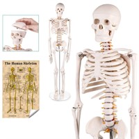 RONTEN Mini Human Skeleton Model | 34"