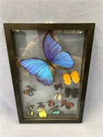 12 count butterfly and moth display box, approx. 1