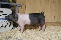 April 1 Trowbridge Farms Pig Sale