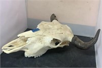 Buffalo Skull