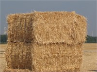 Wheat Straw 4x3x7.5  lot of 12 bales