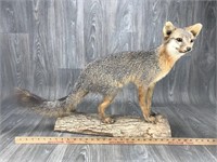 Freddy The Red Fox Mount Taxidermy