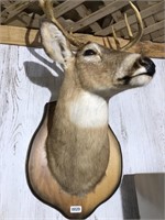 Deer head taxidermy mounted on wood