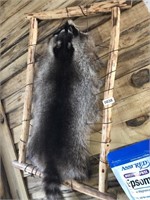 Displayed raccoon pelt