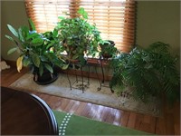 Collection of plants and plant stands