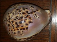 Carved Decorative Cowry Shell