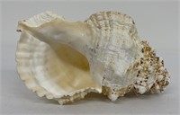 Charonia tritonis Conch Shell 8.5"
